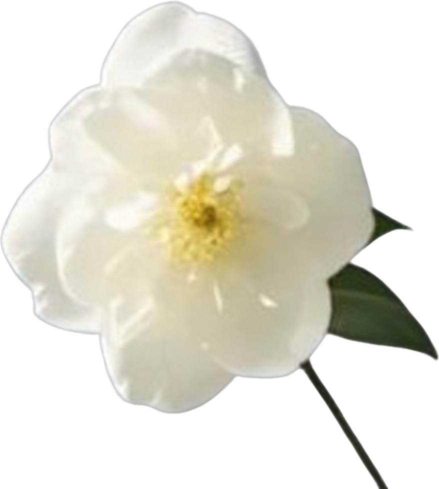 Top left camellia flower