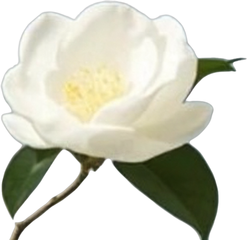 Top right camellia flower