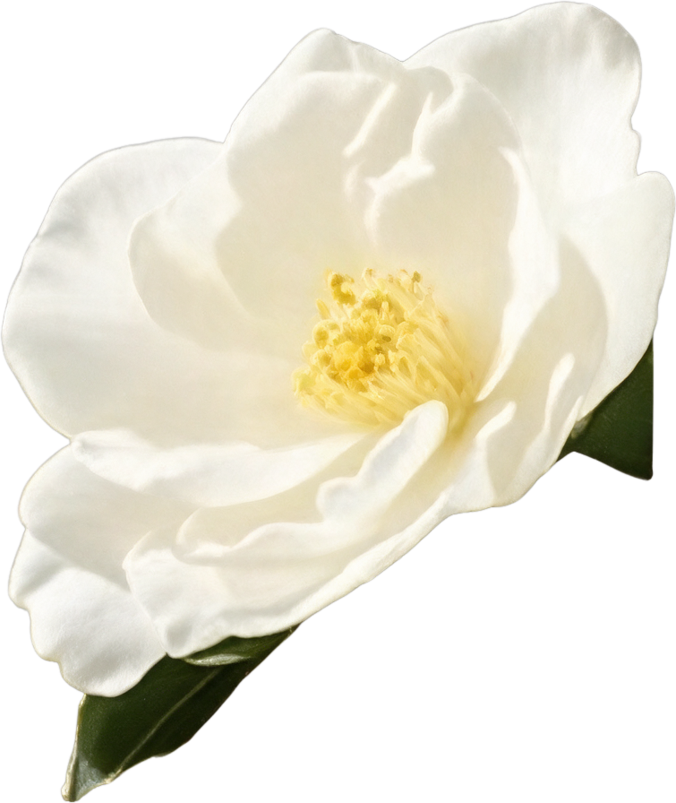 Bottom left camellia flower