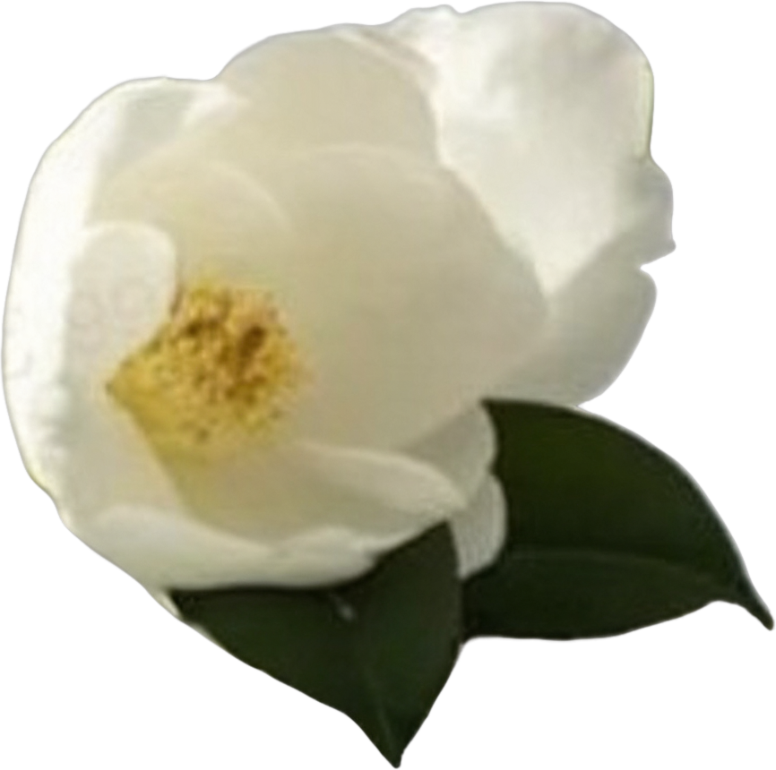 Bottom right camellia flower cluster