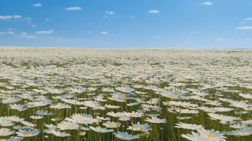 Seedance 2.5